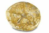 Polished Miocene Fossil Echinoid (Clypeaster) - Morocco #290286-2